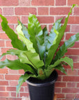 Birds Nest Fern (Asplenium Australascium) - 30cm Pot Folia House