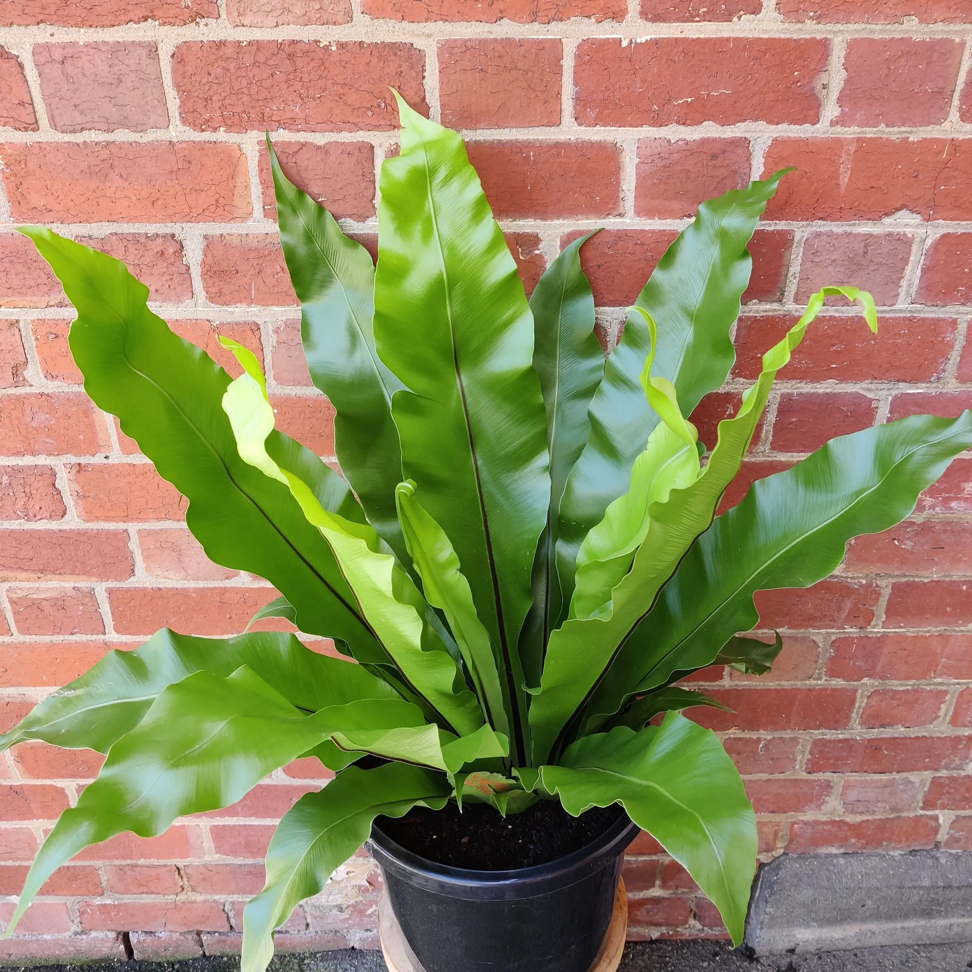 Birds Nest Fern (Asplenium Australascium) - 30cm Pot Folia House