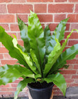 Birds Nest Fern (Asplenium Australascium) - 30cm Pot Folia House