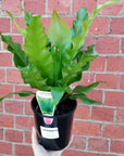 Birds Nest Fern (Asplenium Australisicum) - 14cm Pot Folia House