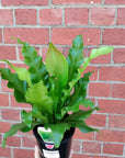 Birds Nest Fern (Asplenium Australisicum) - 14cm Pot Folia House