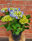 Blue Hydrangea - 18cm pot Folia House