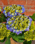 Blue Hydrangea - 18cm pot Folia House