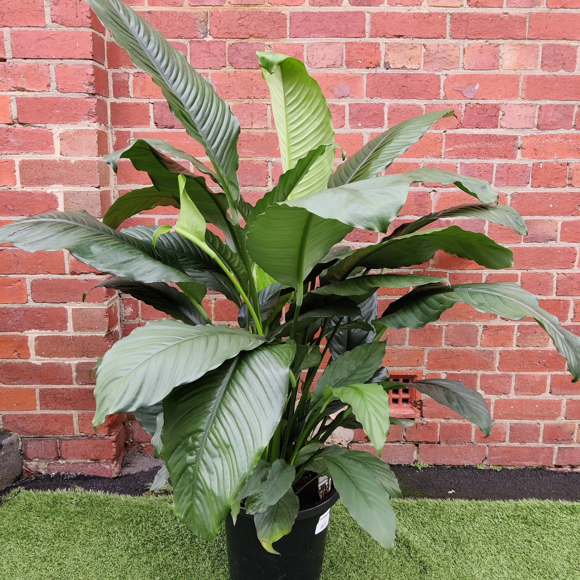 Blue Moon Peace Lily (Spathiphyllum) - 30cm Pot Folia House
