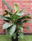 Blue Moon Peace Lily (Spathiphyllum) - 30cm Pot Folia House