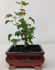 Bonsai 12cm - Acer Buergerianum - 'The Trident Maple' (Copy) Folia House