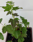 Bonsai 12cm - Acer Buergerianum - 'The Trident Maple' (Copy) Folia House