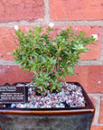 Bonsai 15cm - Serissia Foetida "Snow Flowers" Folia House