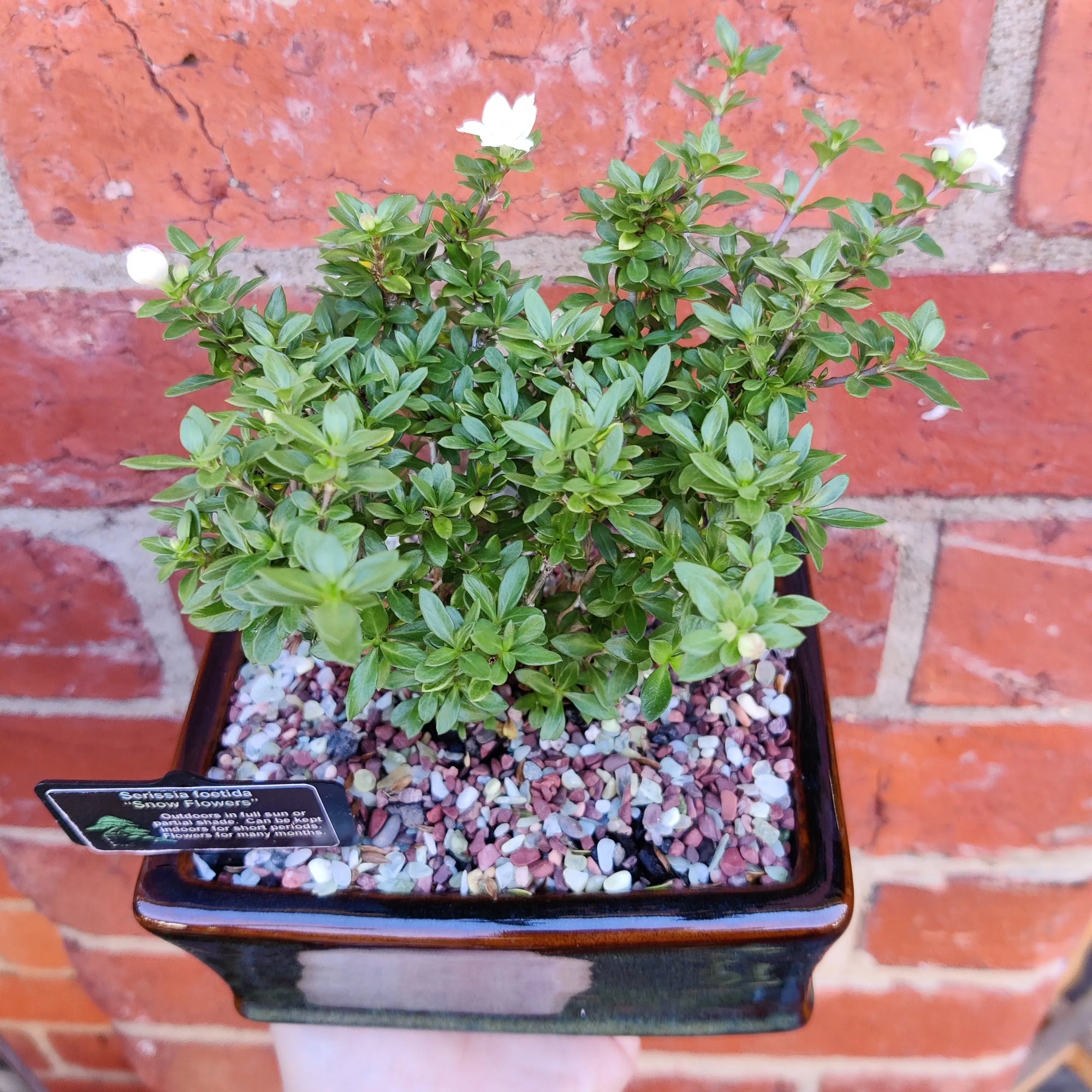 Bonsai 15cm - Serissia Foetida "Snow Flowers" Folia House