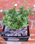 Bonsai 15cm - Serissia Foetida "Snow Flowers" Folia House
