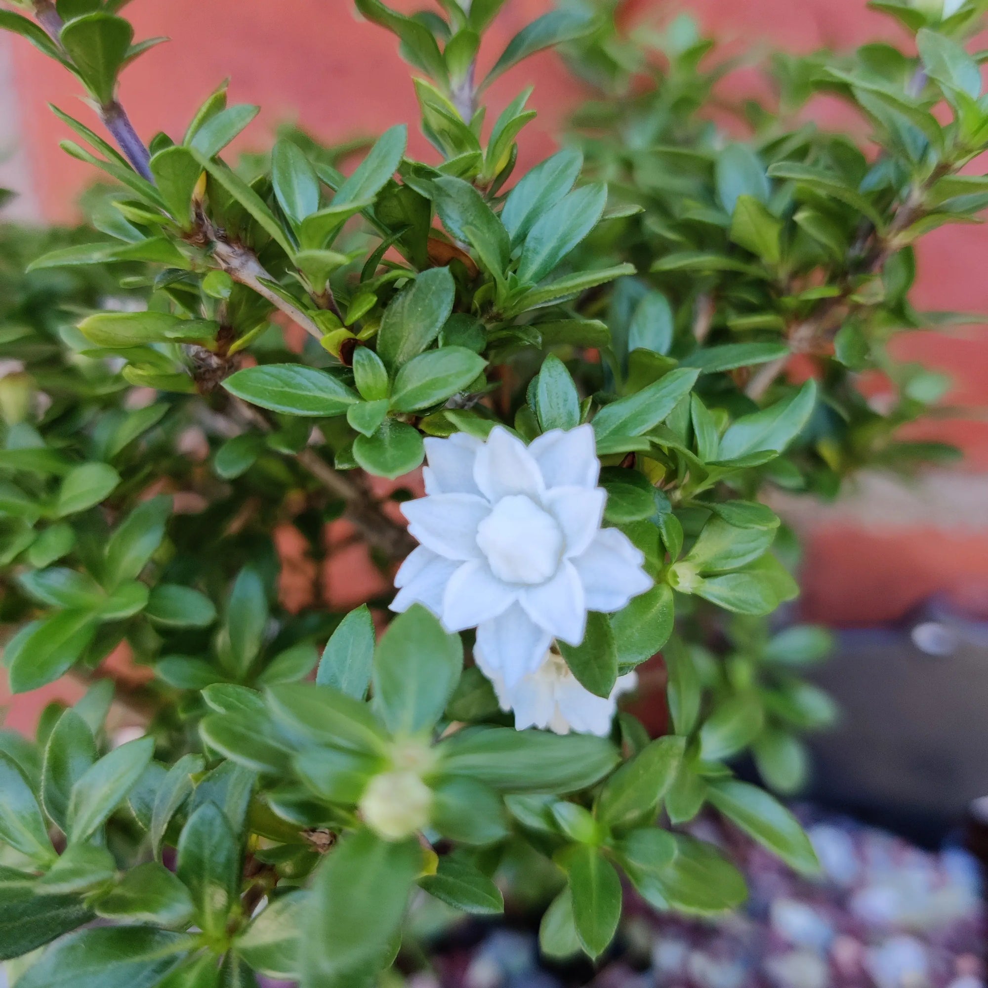 Bonsai 15cm - Serissia Foetida "Snow Flowers" Folia House