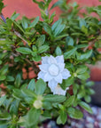 Bonsai 15cm - Serissia Foetida "Snow Flowers" Folia House