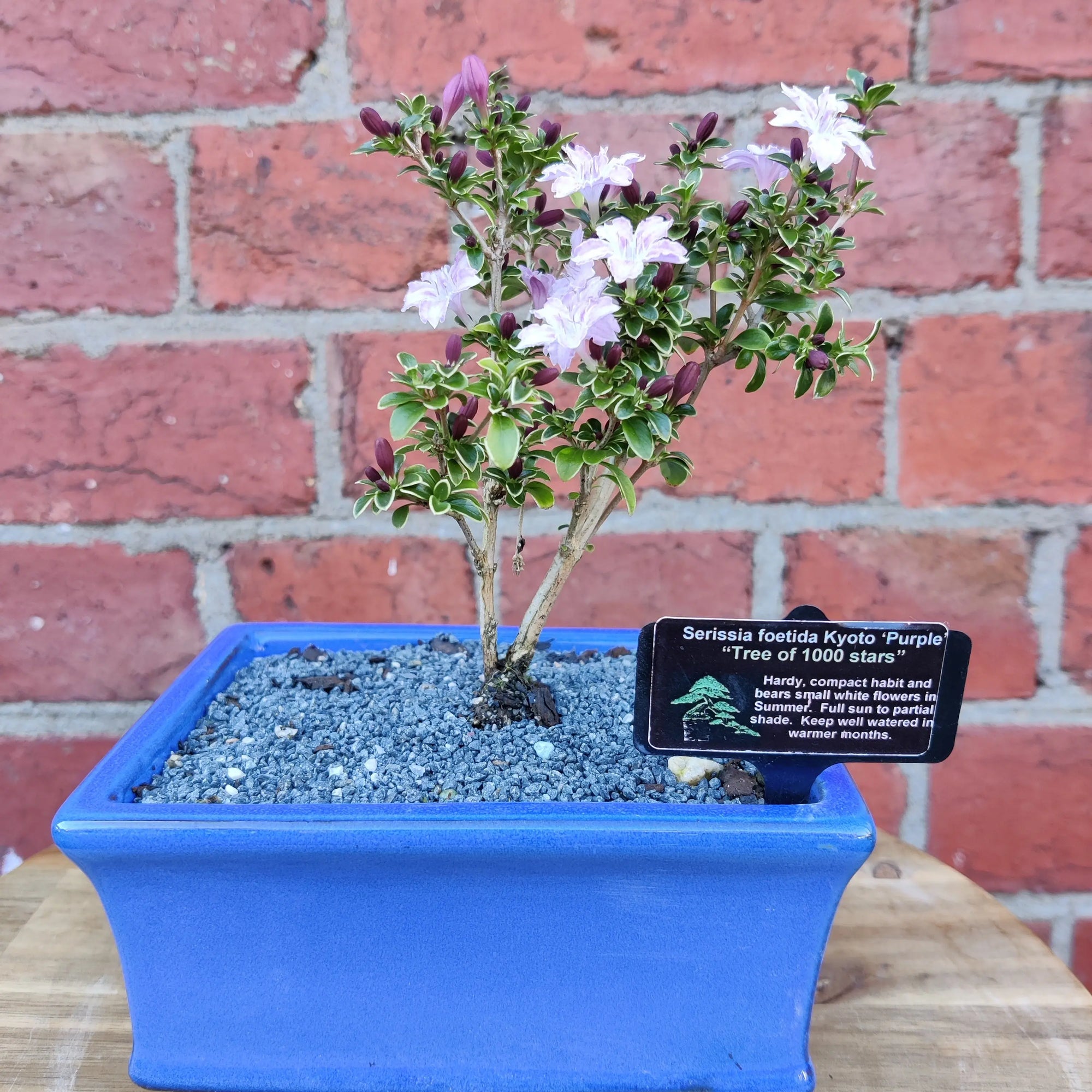 Bonsai 15cm - Serissia foetida Kyoto 'purple' - 'Tree of a thousand stars' Folia House