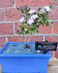 Bonsai 15cm - Serissia foetida Kyoto 'purple' - 'Tree of a thousand stars' Folia House