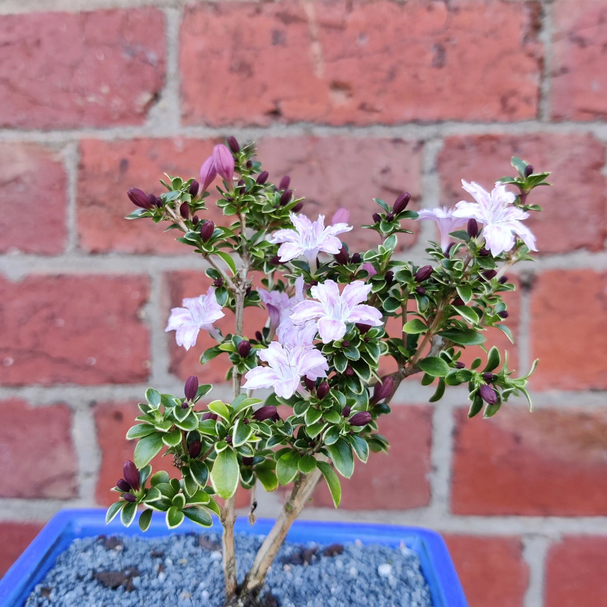 Bonsai 15cm - Serissia foetida Kyoto 'purple' - 'Tree of a thousand stars' Folia House