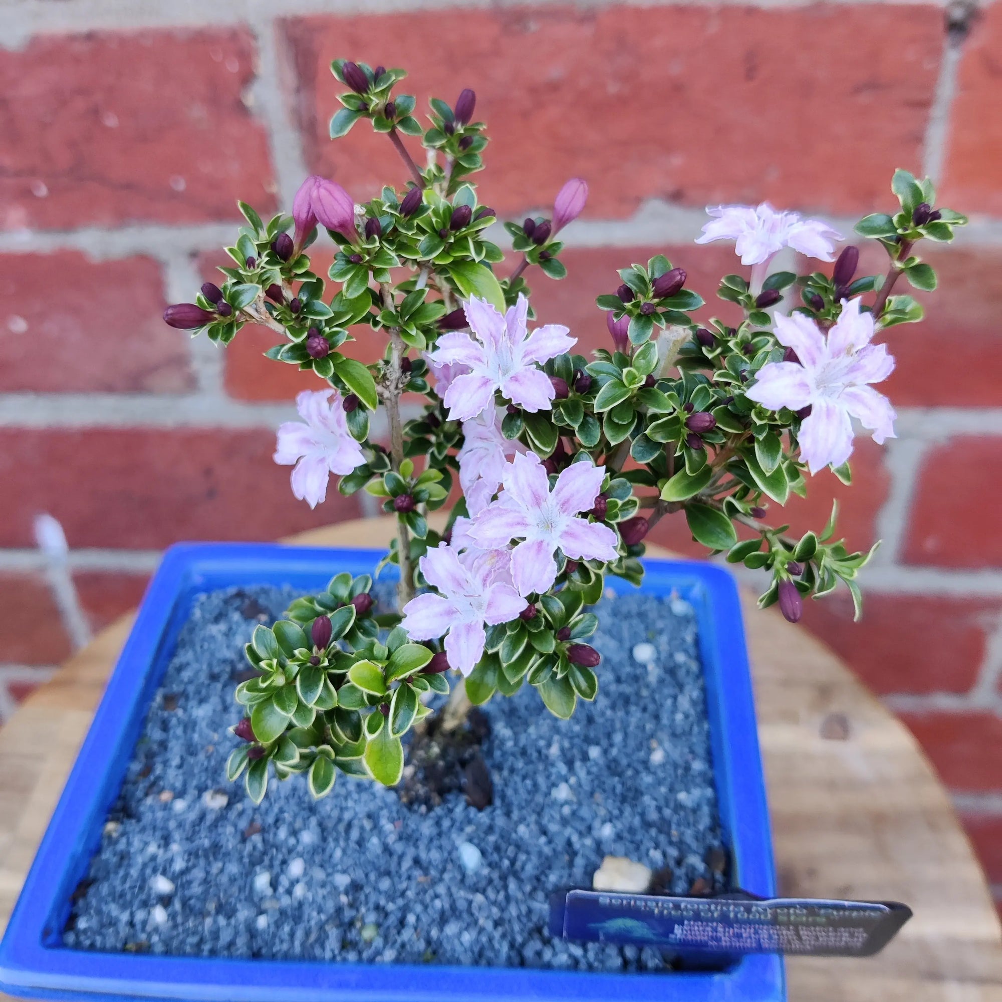 Bonsai 15cm - Serissia foetida Kyoto 'purple' - 'Tree of a thousand stars' Folia House