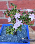 Bonsai 15cm - Serissia foetida Kyoto 'purple' - 'Tree of a thousand stars' Folia House