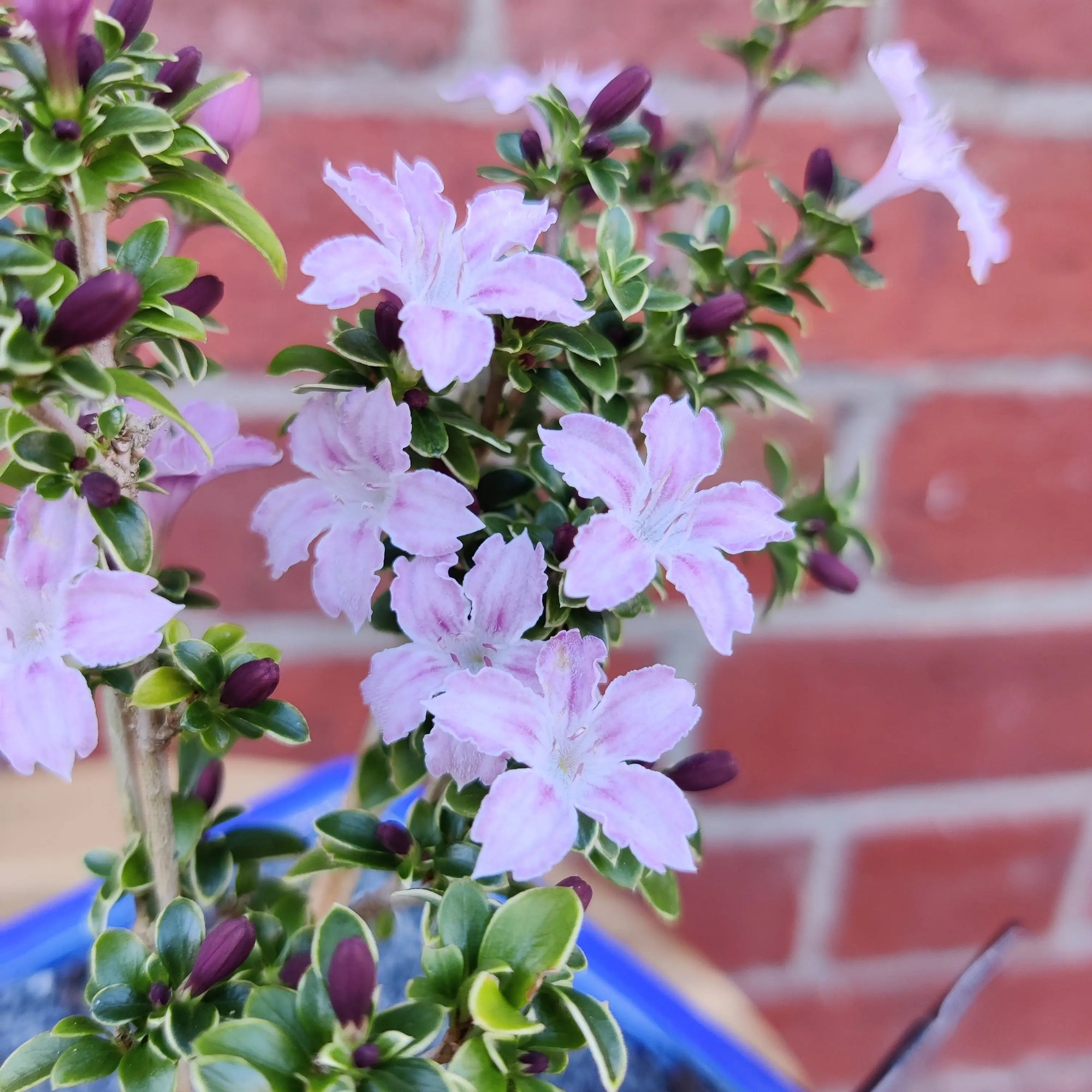 Bonsai 15cm - Serissia foetida Kyoto 'purple' - 'Tree of a thousand stars' Folia House