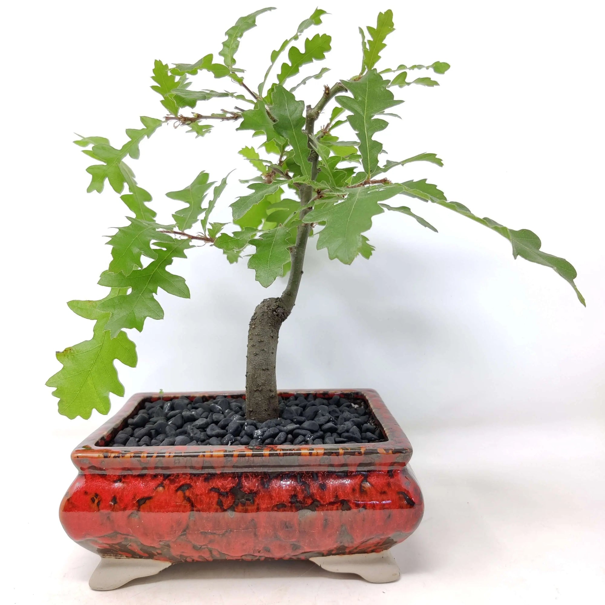 Bonsai 15cm - Turkish Oak - Quercus Cerris Folia House
