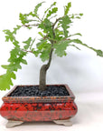 Bonsai 15cm - Turkish Oak - Quercus Cerris Folia House