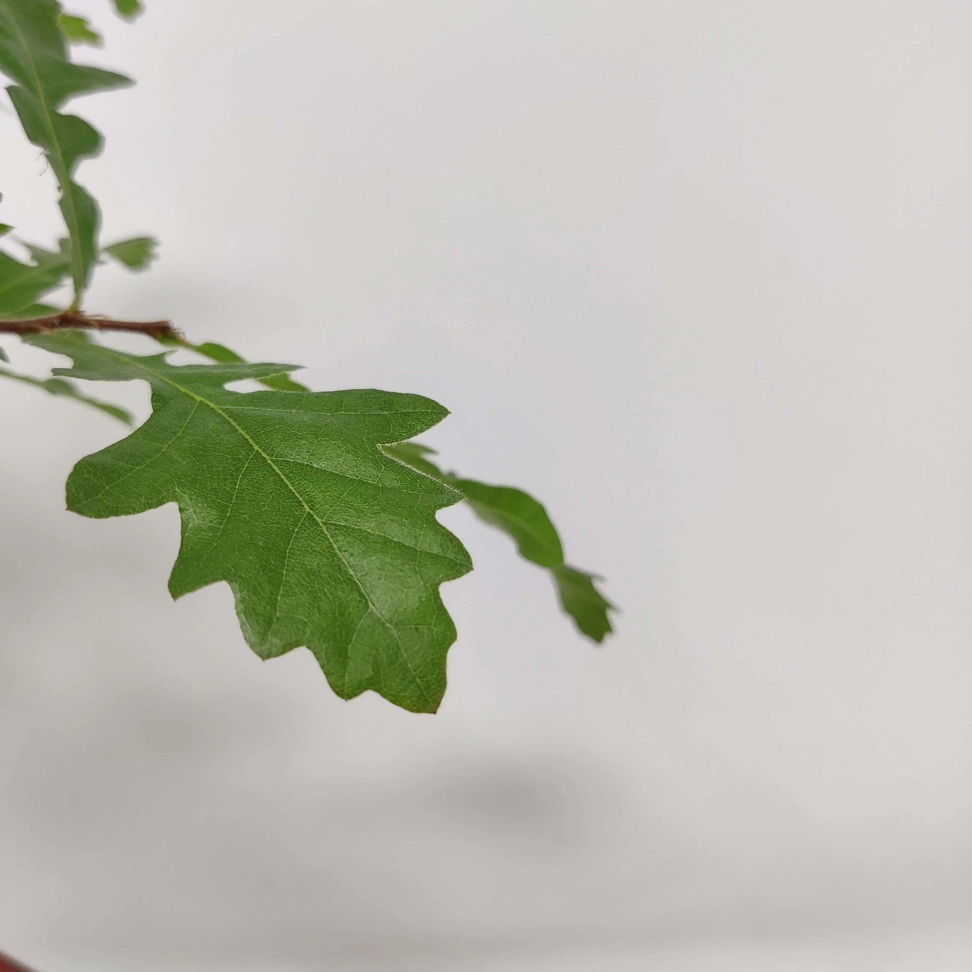 Bonsai 15cm - Turkish Oak - Quercus Cerris Folia House