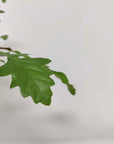 Bonsai 15cm - Turkish Oak - Quercus Cerris Folia House
