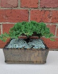 Bonsai advanced - Juniper - Juniperus Squamata Prostata 'Pingii' - L25xW18cm pot Folia House
