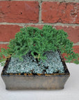 Bonsai advanced - Juniper - Juniperus Squamata Prostata 'Pingii' - L25xW18cm pot Folia House
