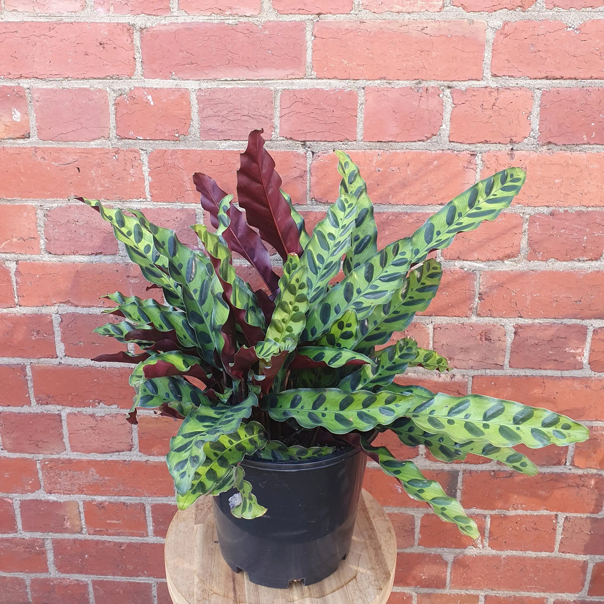 Calathea Rattle Snake (Lancifolia Insignis) - 20cm Pot Folia House