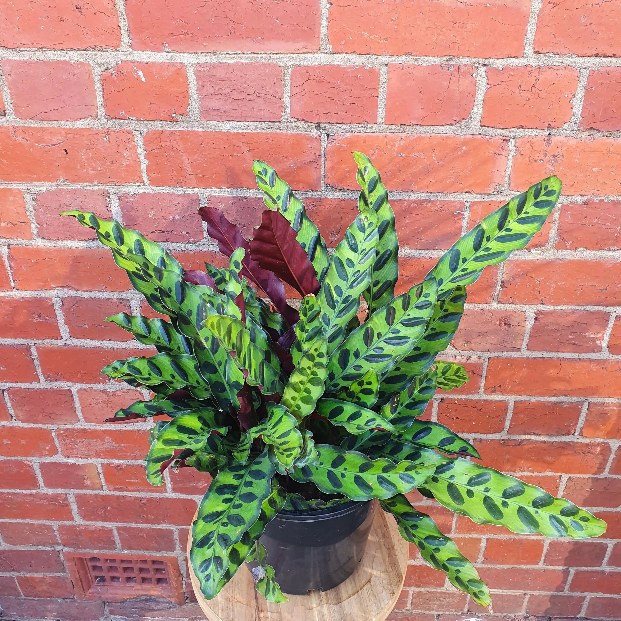 Calathea Rattle Snake (Lancifolia Insignis) - 20cm Pot Folia House