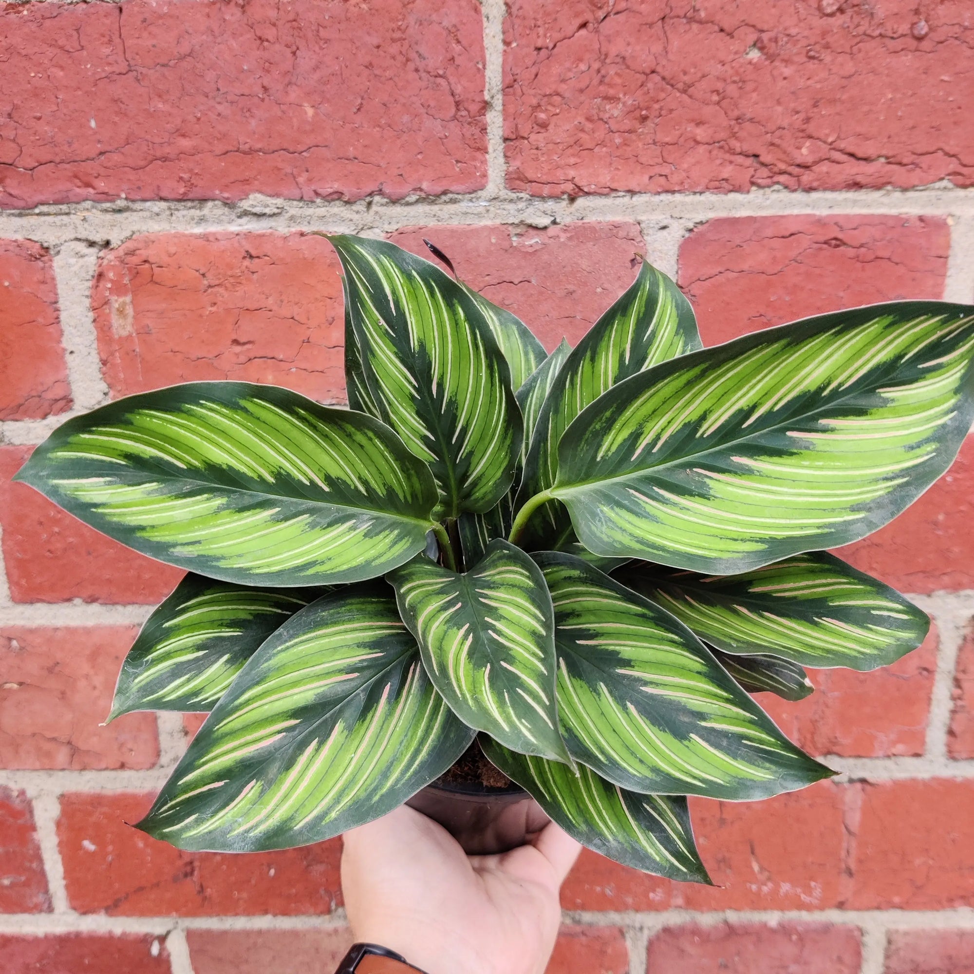 Calathea 'Beauty star' - 13cm pot Folia House