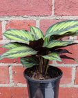 Calathea 'Beauty star' - 13cm pot Folia House
