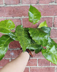 Calathea musaica- 13cm pot Folia House