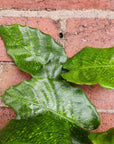 Calathea musaica- 13cm pot Folia House