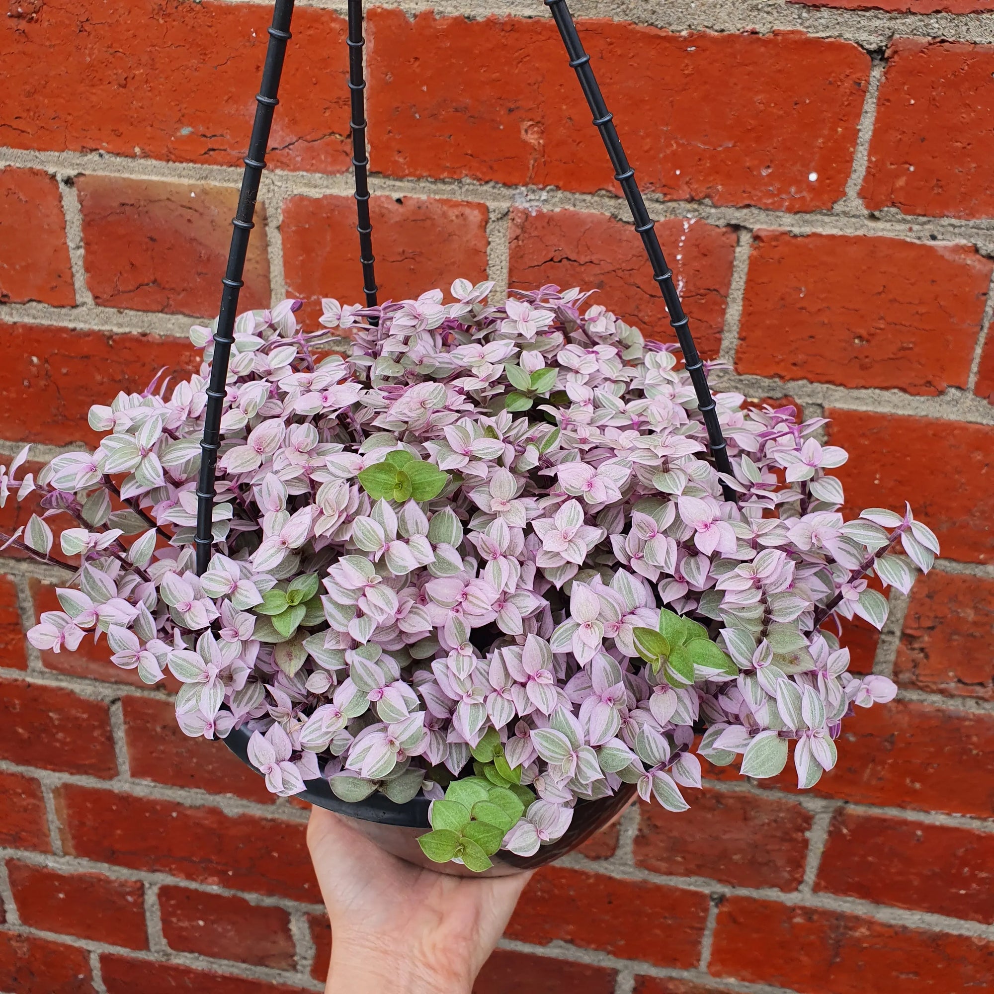 Callisia repens pink panther - 20cm HB Folia House