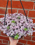 Callisia repens pink panther - 20cm HB Folia House