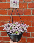 Callisia repens pink panther - 20cm HB Folia House