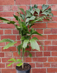 Caryota Mitis - Fishtail Palm - 20cm Pot Folia House