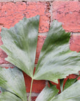 Caryota Mitis - Fishtail Palm - 20cm Pot Folia House