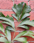 Caryota Mitis - Fishtail Palm - 20cm Pot Folia House