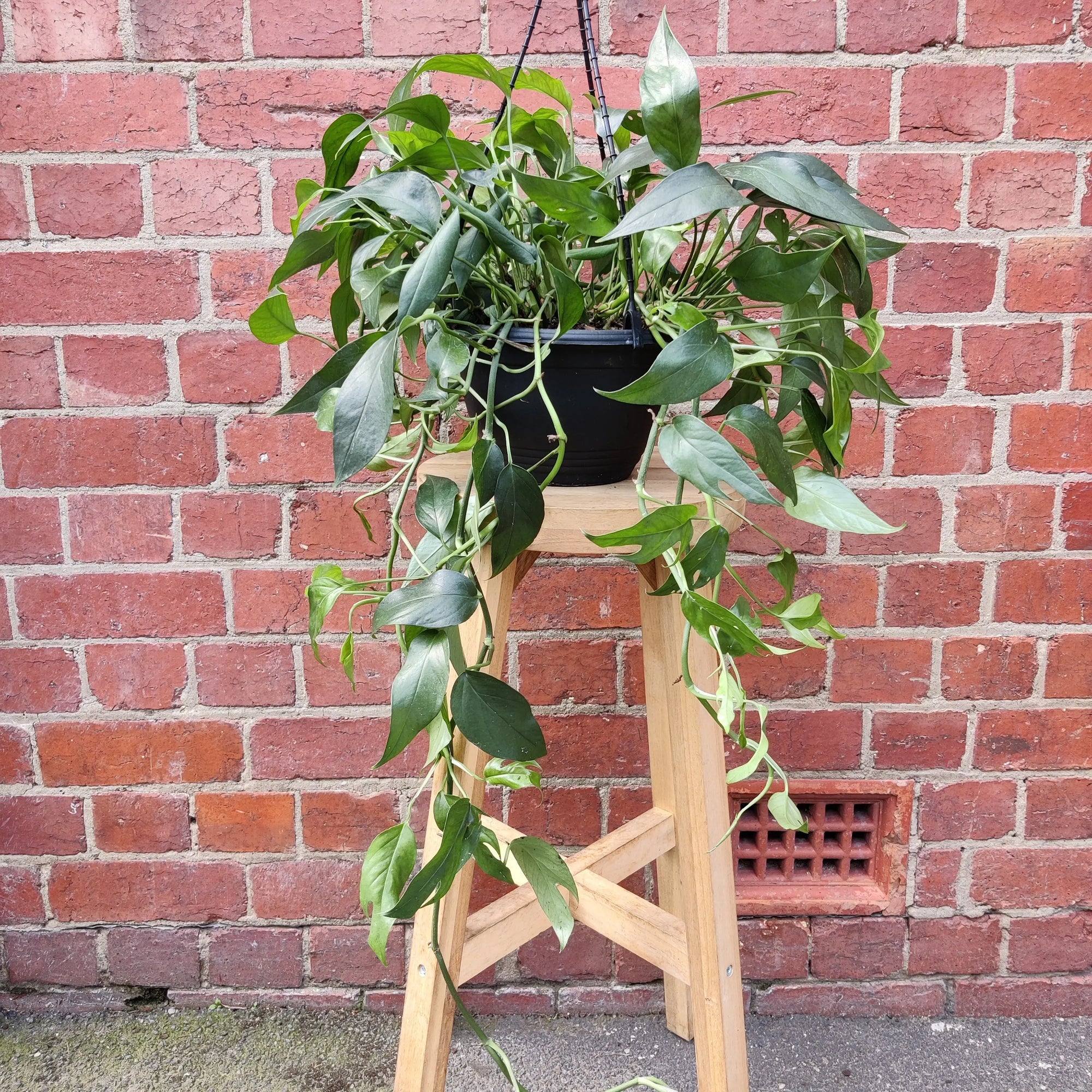 Cebu Blue Epipremnum pinnatum - 20cm HB Folia House