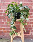 Cebu Blue Epipremnum pinnatum - 20cm HB Folia House
