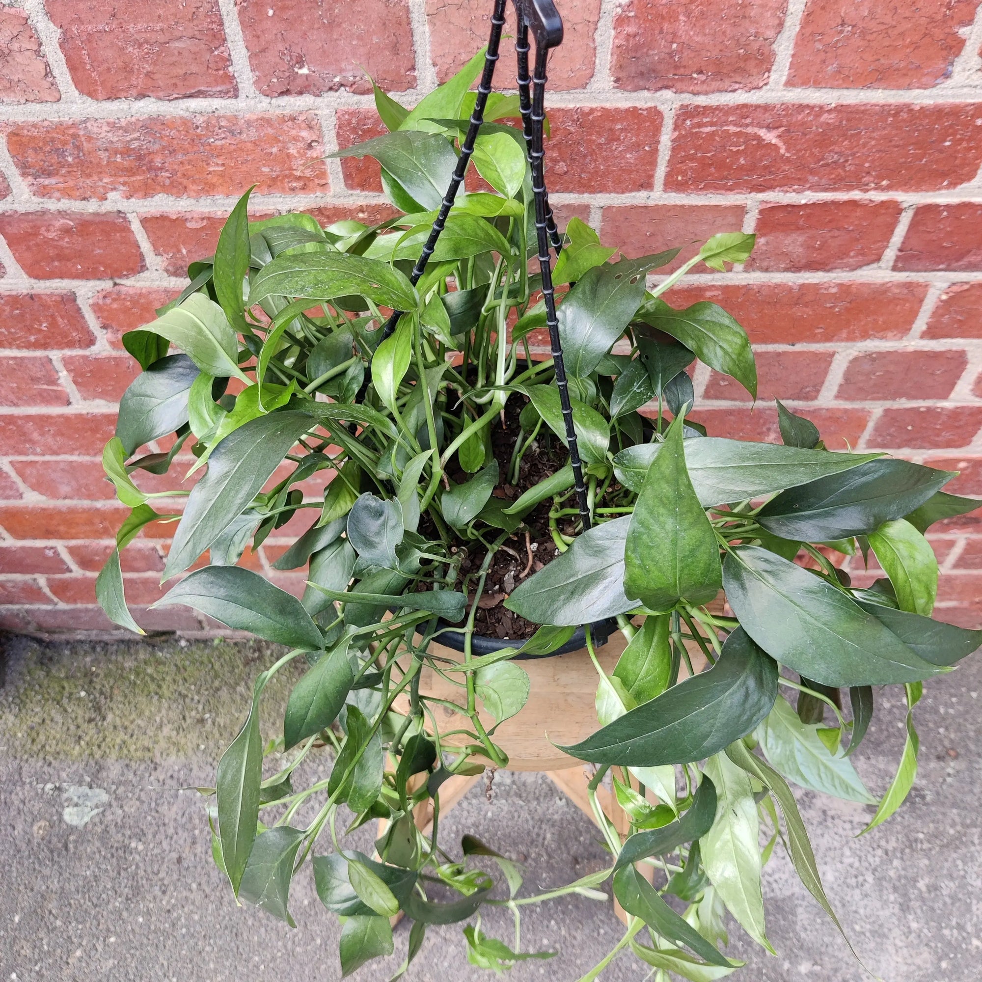 Cebu Blue Epipremnum pinnatum - 20cm HB Folia House