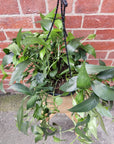 Cebu Blue Epipremnum pinnatum - 20cm HB Folia House