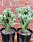 Cereus Wild Thing - 15cm pot Folia House