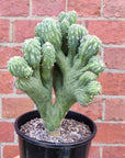 Cereus Wild Thing - 15cm pot Folia House
