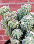 Cereus Wild Thing - 15cm pot Folia House