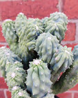 Cereus Wild Thing - 15cm pot Folia House