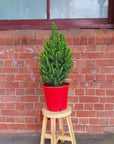 Christmas Tree - 25cm Pot Folia House
