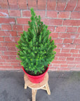 Christmas Tree - 25cm Pot Folia House